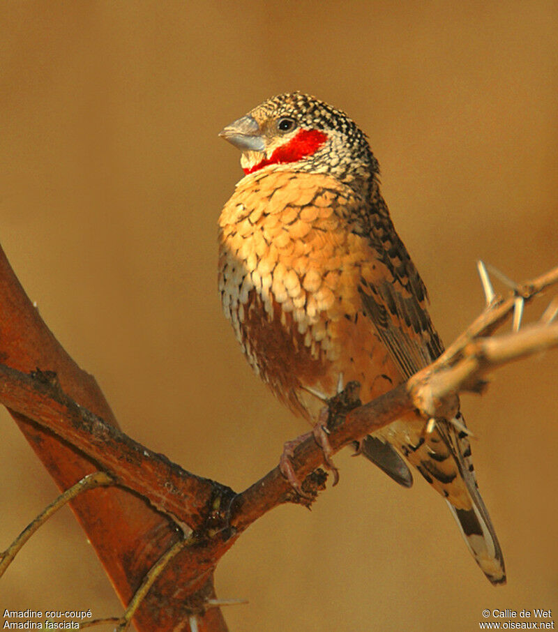 Cut-throat Finch male