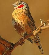 Cut-throat Finch