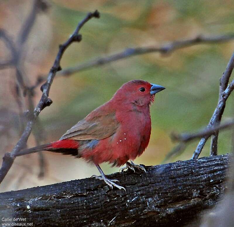 Jameson's Firefinch male adult, identification