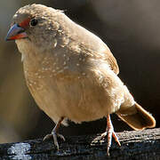 Red-billed Firefinch