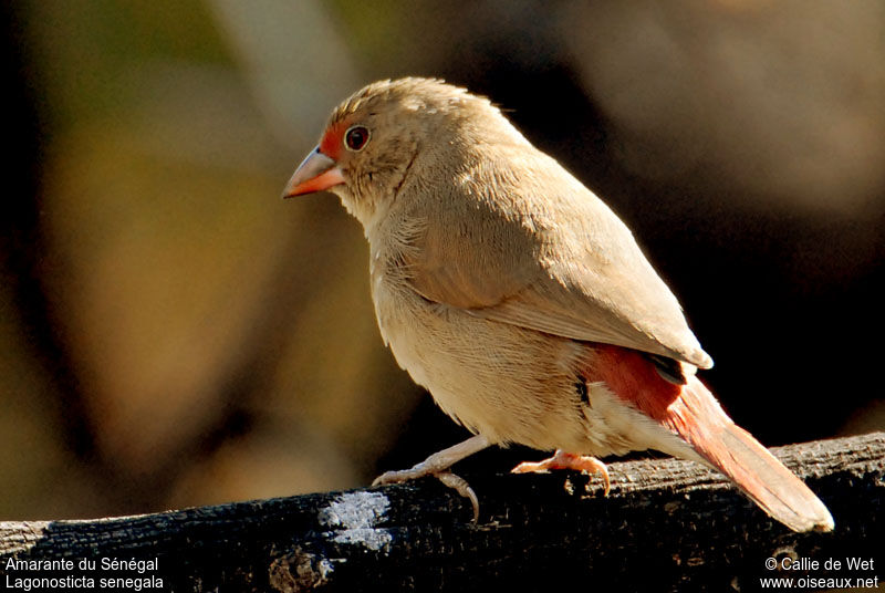 Red-billed Firefinch female