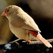 Red-billed Firefinch