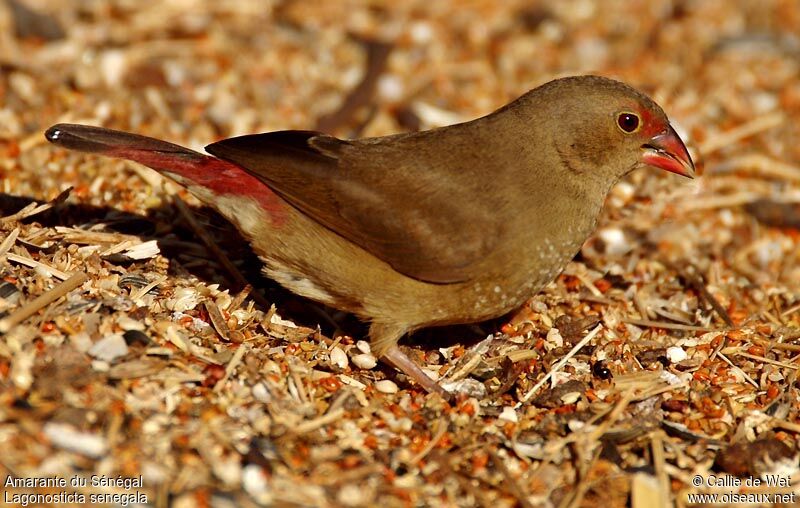 Red-billed Firefinch female