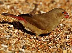 Red-billed Firefinch