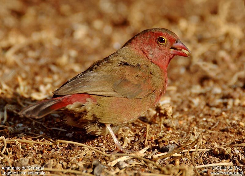 Red-billed Firefinch male