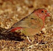 Red-billed Firefinch