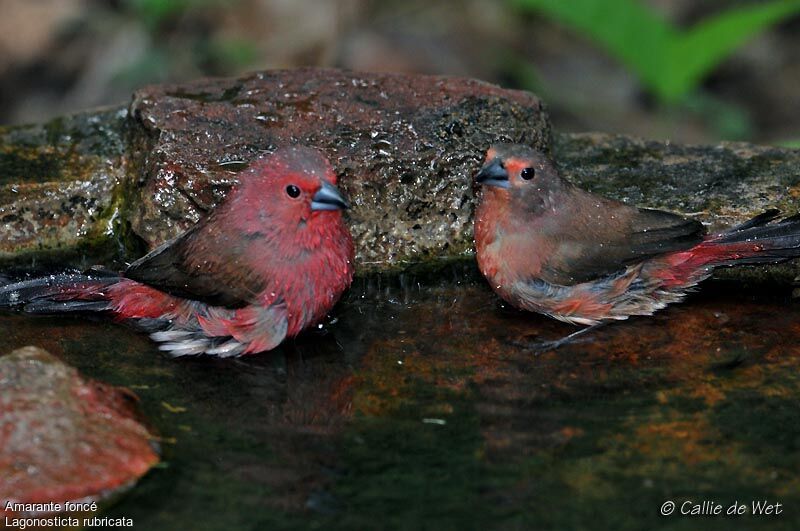 African Firefinch adult