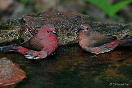 African Firefinch