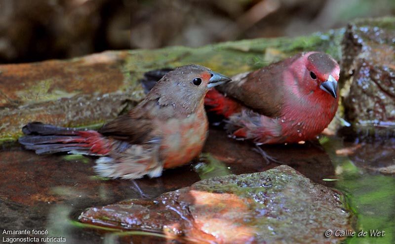 African Firefinch adult