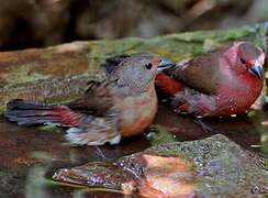 African Firefinch