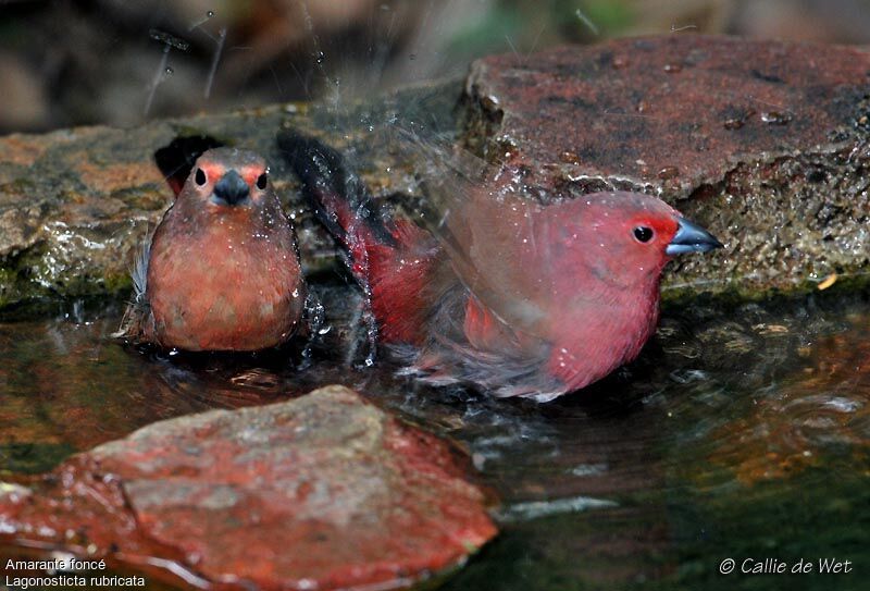 African Firefinch adult