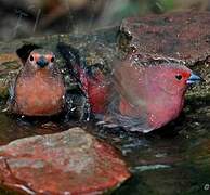 African Firefinch