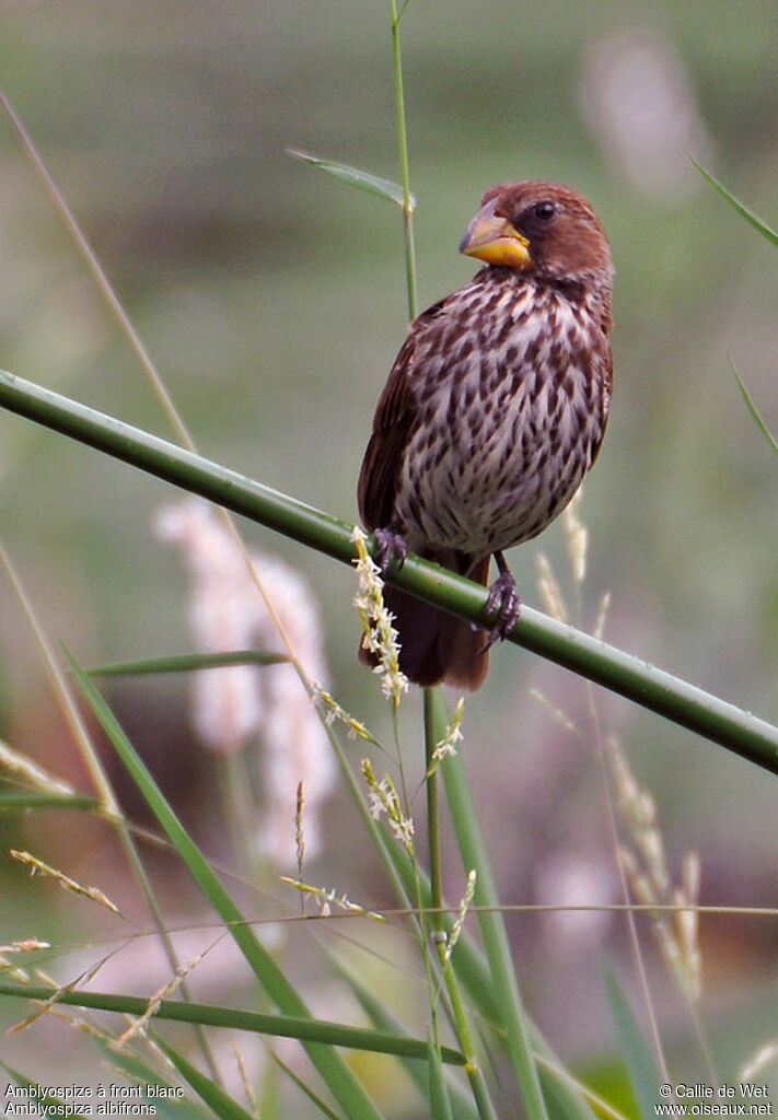 Thick-billed Weaver female adult