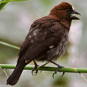 Thick-billed Weaver