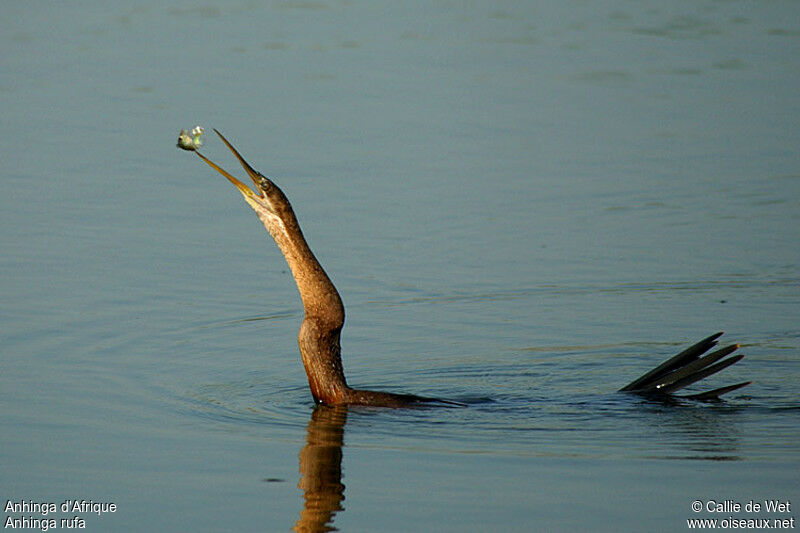 African Darter