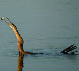 Anhinga d'Afrique