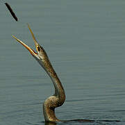 African Darter