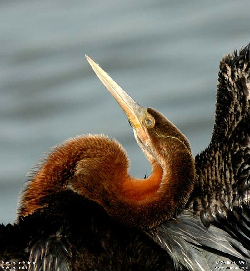 African Darter