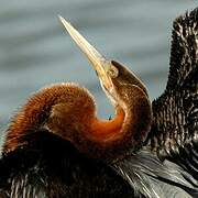 African Darter