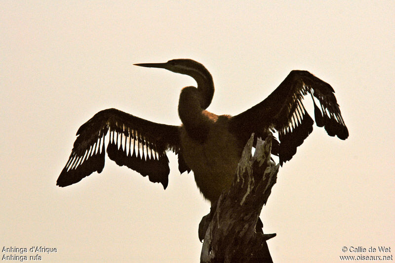 African Darter