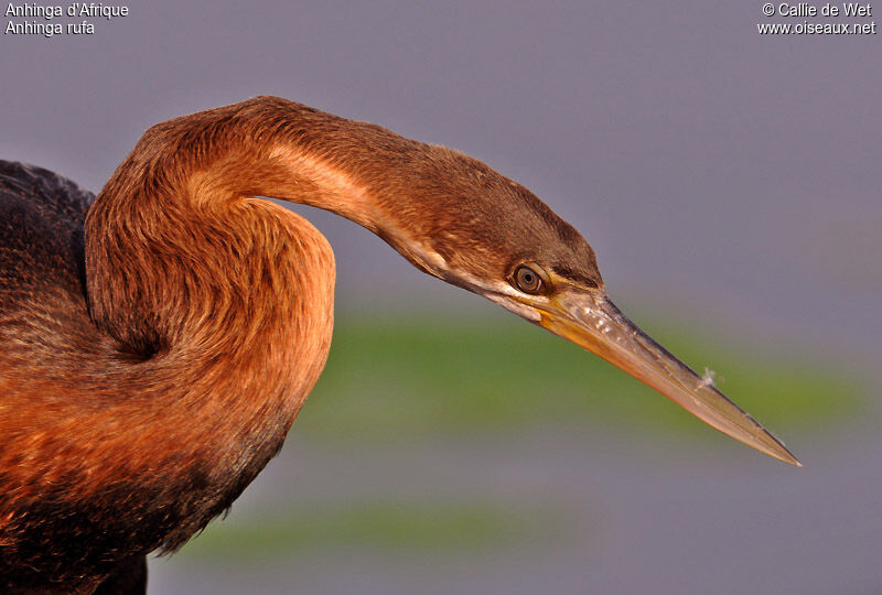 African Darterjuvenile