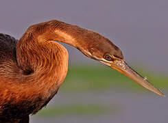 Anhinga d'Afrique