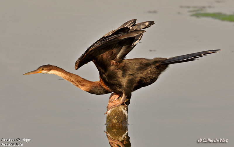 Anhinga d'Afrique