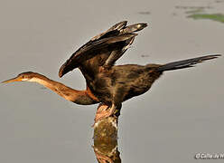 African Darter