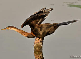 Anhinga d'Afrique