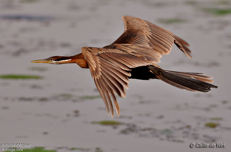 Anhinga d'Afrique