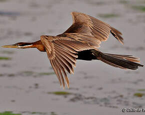 Anhinga d'Afrique