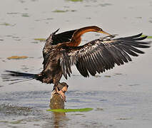 Anhinga d'Afrique