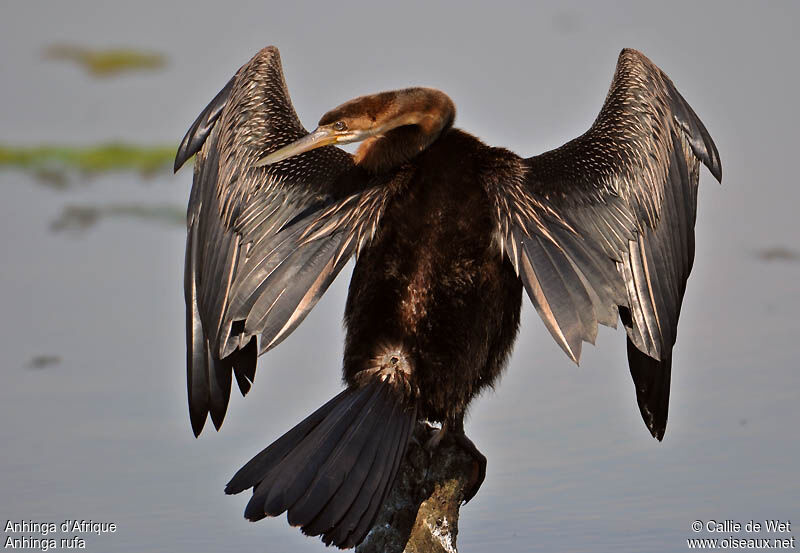 Anhinga d'Afrique