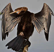 African Darter