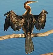 African Darter