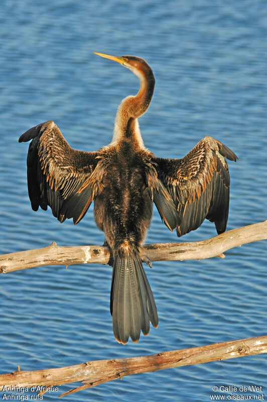 Anhinga d'Afrique