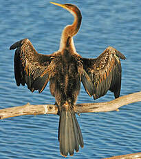 Anhinga d'Afrique