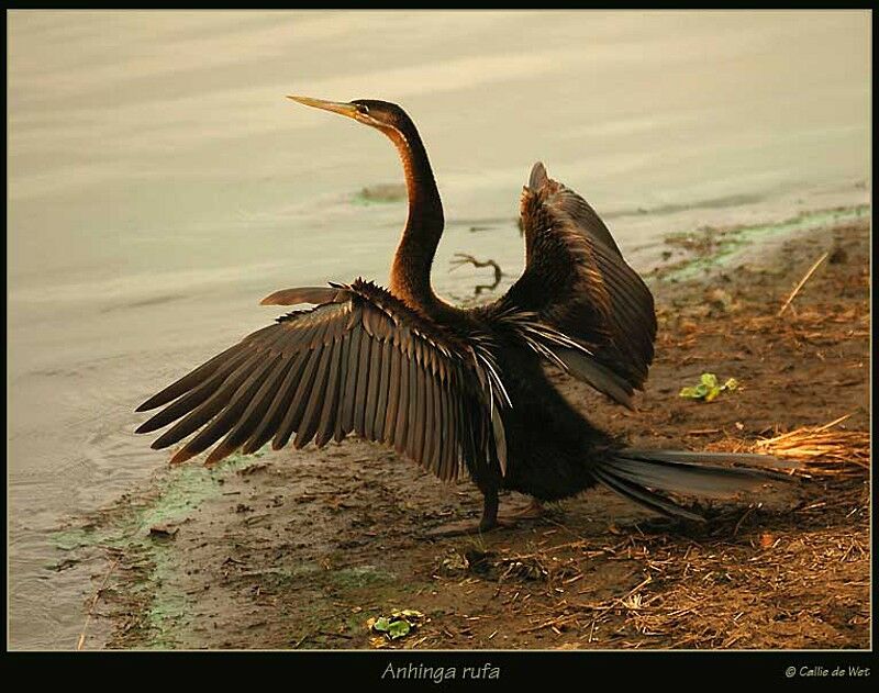 African Darter