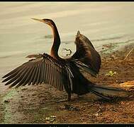 African Darter