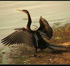 Anhinga d'Afrique