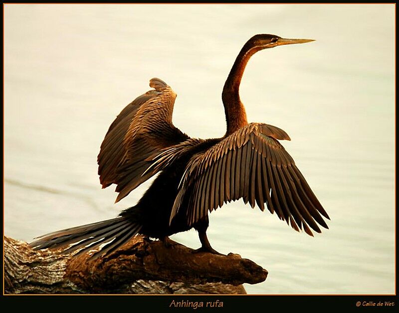 African Darter