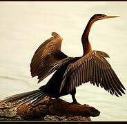 African Darter