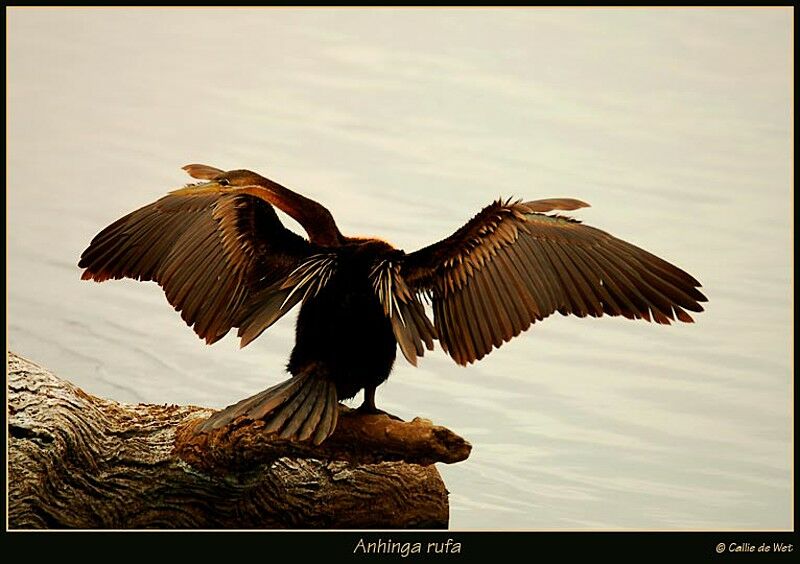 Anhinga d'Afrique