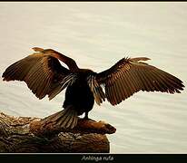 African Darter