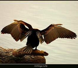 Anhinga d'Afrique