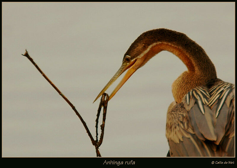 Anhinga d'Afrique