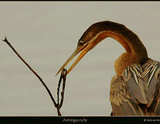 Anhinga d'Afrique