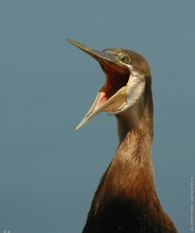 Anhinga d'Afrique