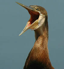 Anhinga d'Afrique