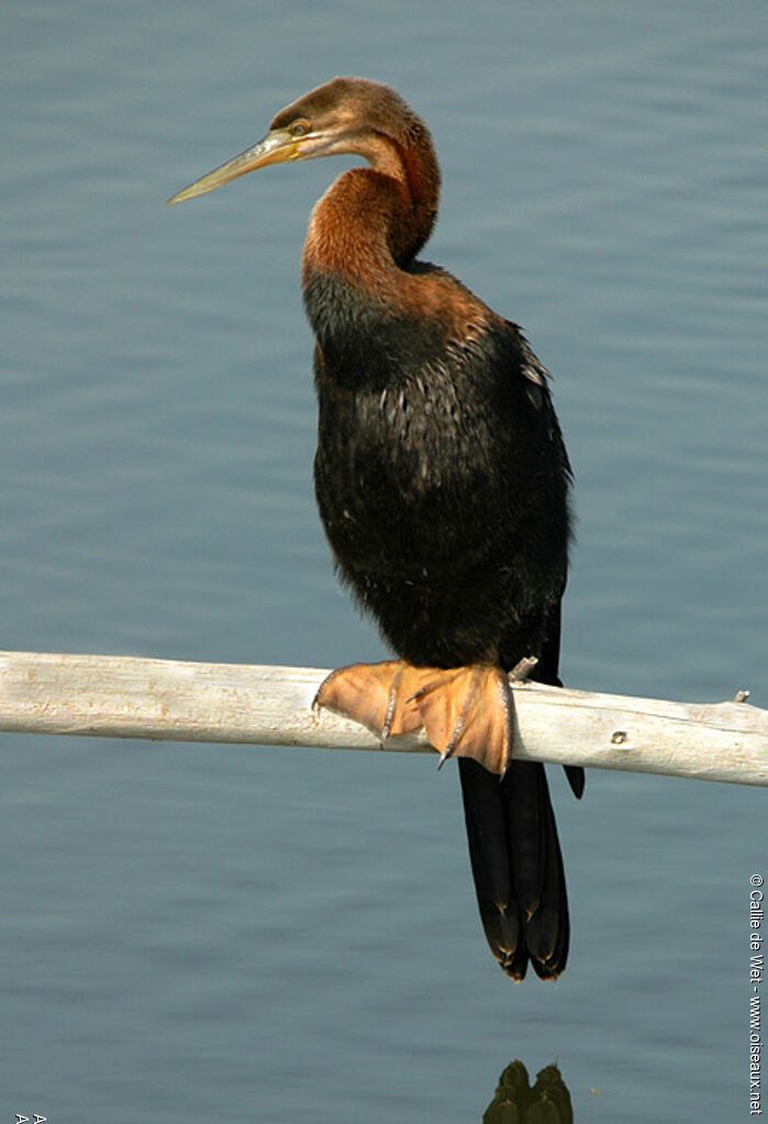 Anhinga d'Afrique